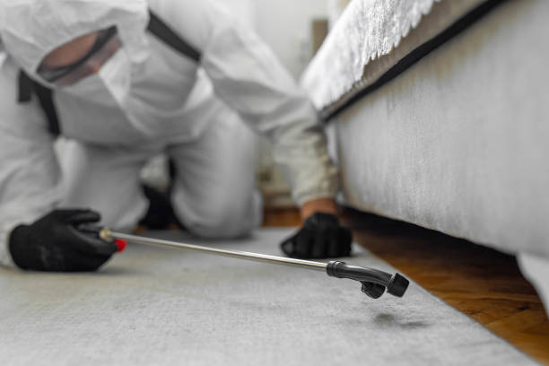 Professional Bed Bug Control technician working in Westville, IL